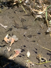Lithobates onca