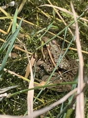 Lithobates onca