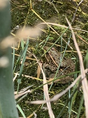 Lithobates onca