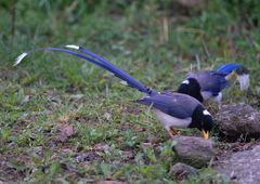 Urocissa flavirostris