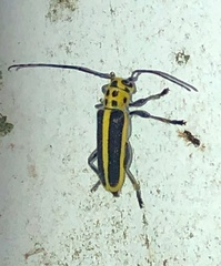 Saperda puncticollis