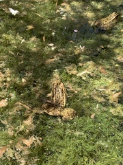 Lithobates onca