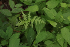 Phegopteris