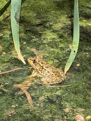 Lithobates onca