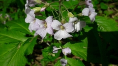 Cardamine heptaphylla