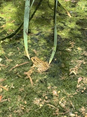 Lithobates onca