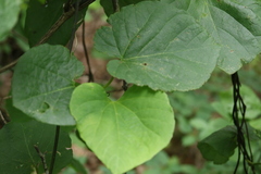 Aristolochia macrophylla