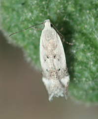 Coleotechnites invictella