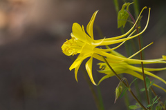 Aquilegia chrysantha