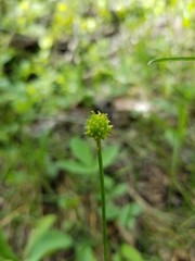 Ranunculus pedatifidus affinis