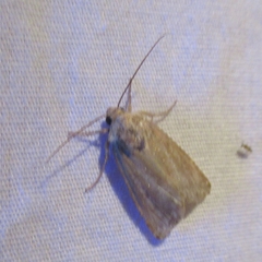 Heliocheilus paradoxus