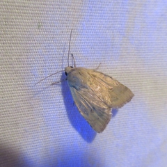 Heliocheilus paradoxus