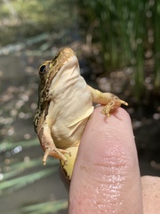 Lithobates onca