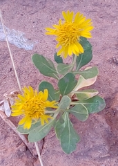 Gaillardia spathulata