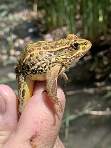 Relict Leopard Frog
