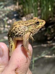 Lithobates onca