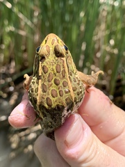 Lithobates onca
