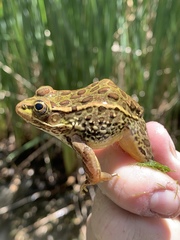 Lithobates onca