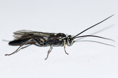 Coelichneumon azotus