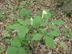 Arisaema quinatum