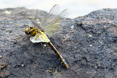 Ophiogomphus howei