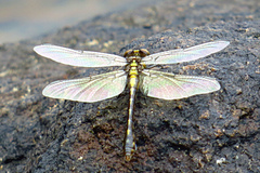 Ophiogomphus howei