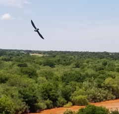 Petrochelidon pyrrhonota