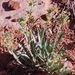 Oreocarya suffruticosa pustulosa - Photo (c) Rusty, algunos derechos reservados (CC BY), subido por Rusty