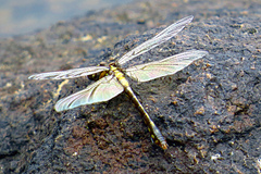 Ophiogomphus howei