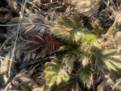 Geum triflorum