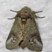 Small Heterocampa Moth - Photo (c) David G. Barker, some rights reserved (CC BY-NC), uploaded by David G. Barker