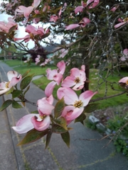 Cornus florida rubra