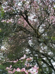 Cornus florida rubra