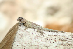 Sceloporus lundelli