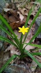 Hypoxis hirsuta