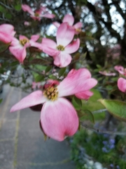 Cornus florida rubra
