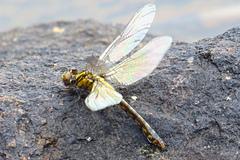 Ophiogomphus howei
