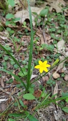 Hypoxis hirsuta