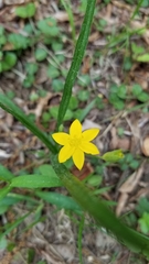 Hypoxis hirsuta