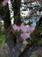 Cornus florida rubra