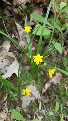Hypoxis hirsuta