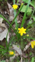 Hypoxis hirsuta