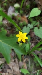 Hypoxis hirsuta