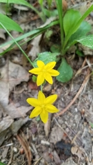 Hypoxis hirsuta