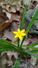 Hypoxis hirsuta