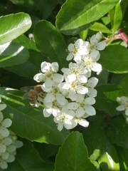 Apis mellifera ligustica