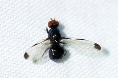 Pseudoseioptera albipes