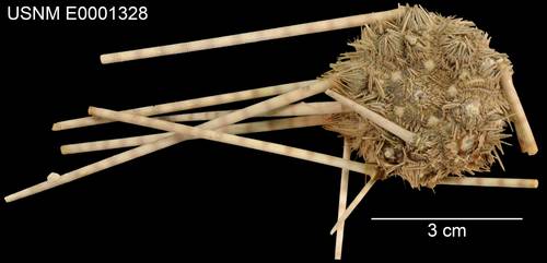 Stylocidaris annulosa · iNaturalist