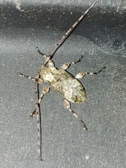 Lagocheirus araneiformis