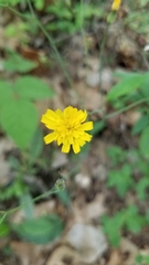 Hieracium venosum
